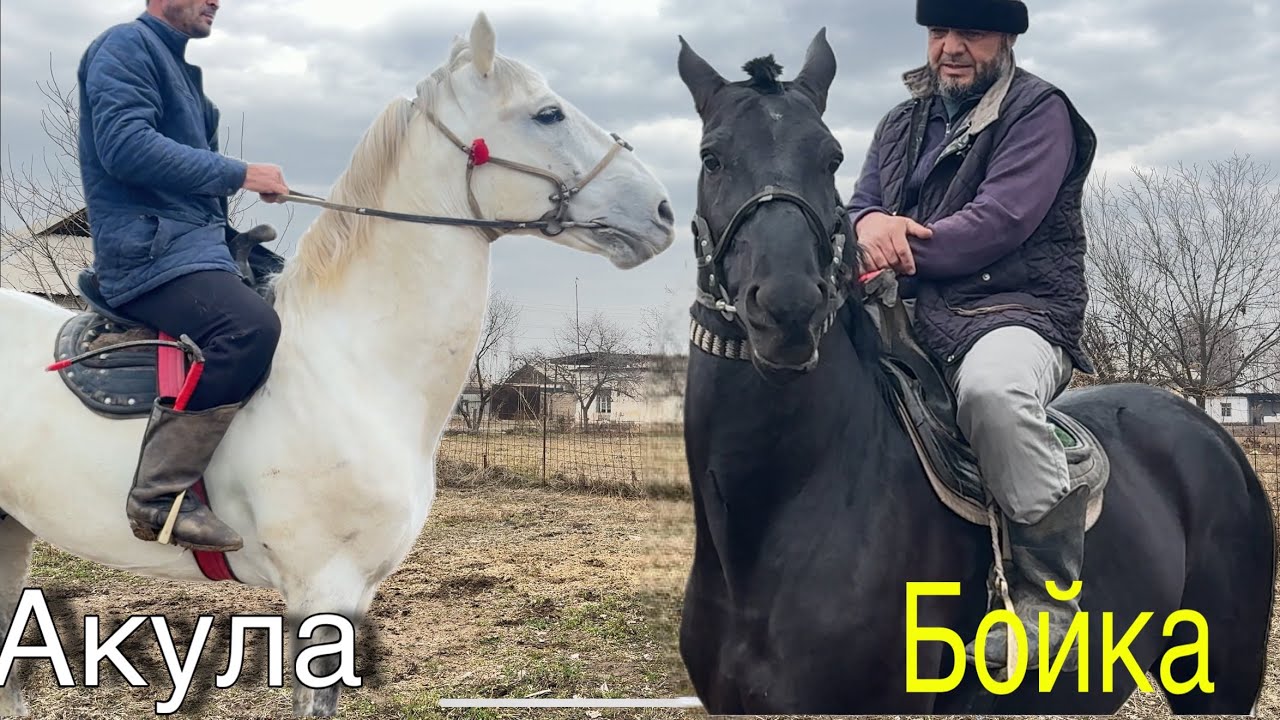 Boyka va Akula &mdash; Oqqo&lsquo;rg&lsquo;onning Kuchli Uloqchi Otlari!