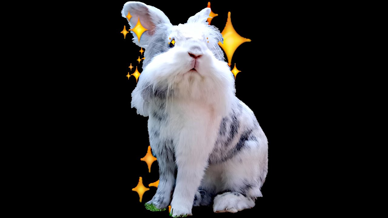 ⭐🐰 2 HAPPY little BUNNYS roaming FREE 🐇⭐ chilling music 🥕 RELAX/CONCENTRATE/SLEEP 🍓 *switch cams*