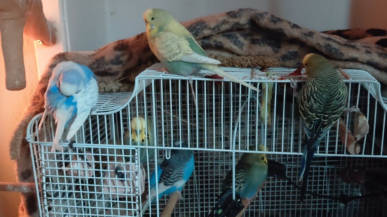 They flock to the cage they hatched from