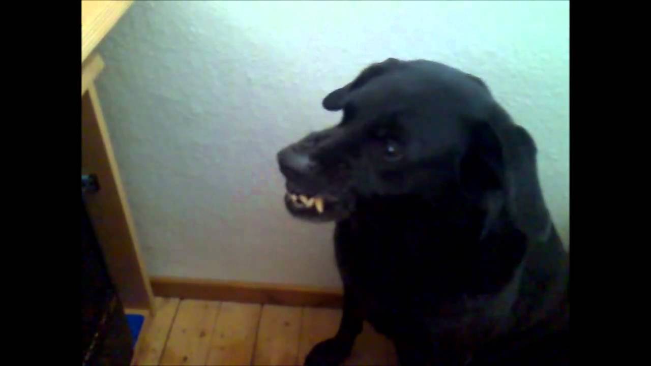 Hund knurrt den Bildschirm an