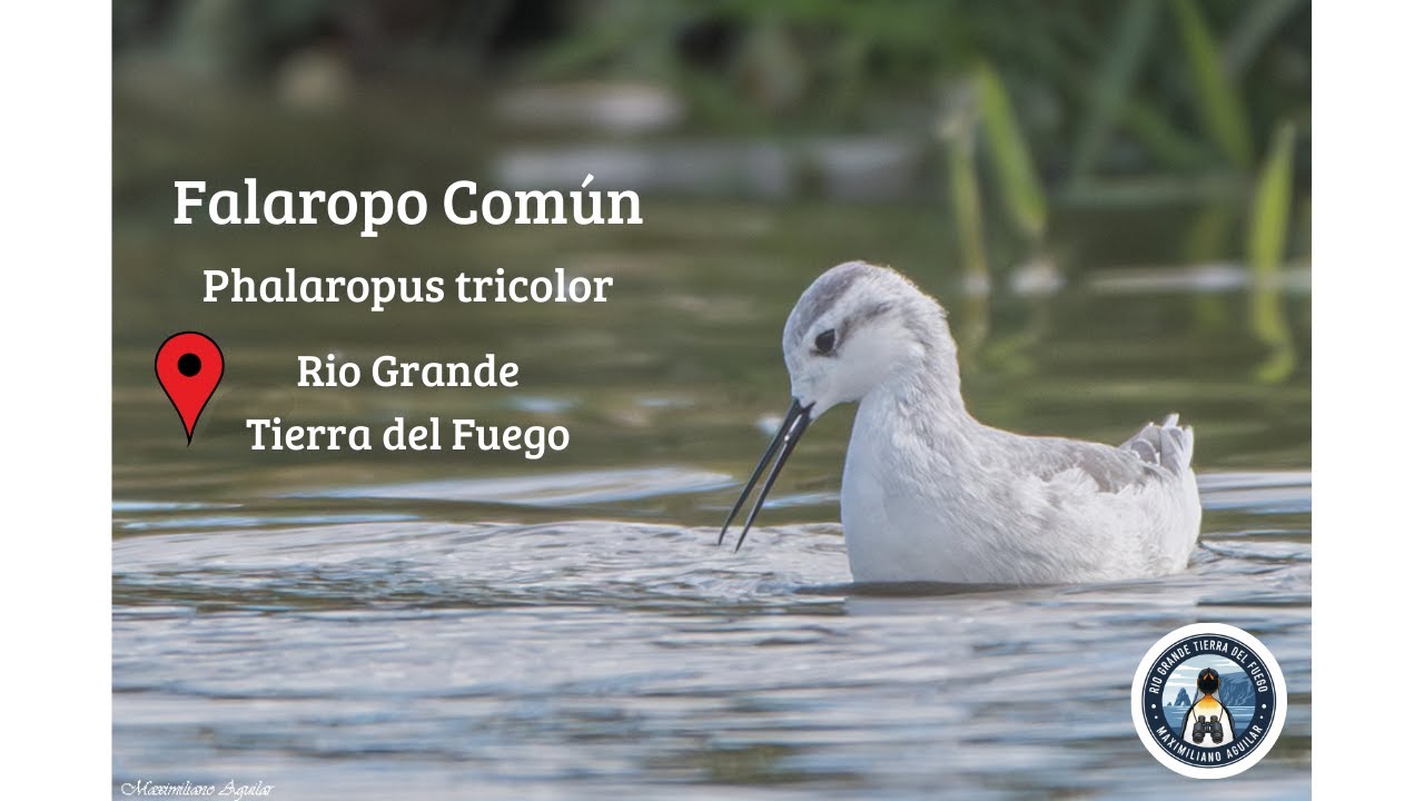 Falaropo Común, Aves de Tierra del Fuego,  Wilson's Phalarope.