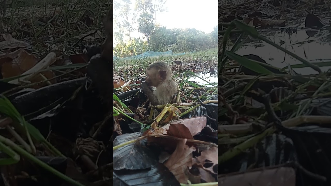Monkey Daily Life