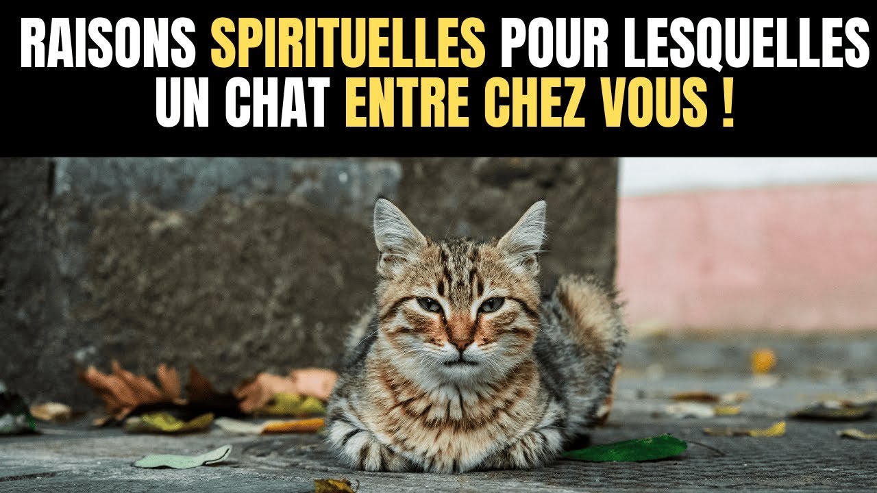 Que signifie quand un chat errant vient chez vous ? 5 raisons SPIRITUELLES !