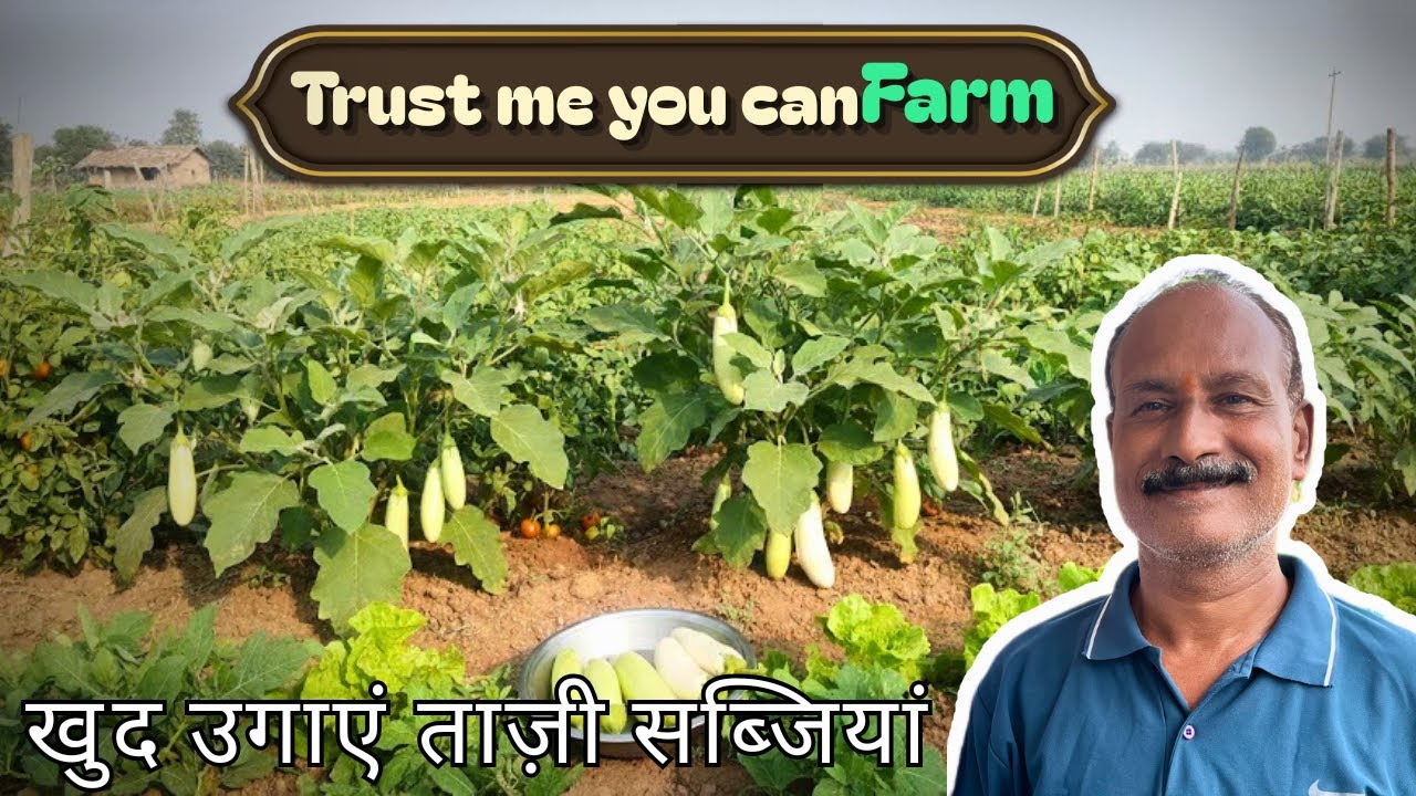 Ghar pe Ugaye 100% Organic Taazi Sabziyan! 🥬| My Garden Tour & Harvest |