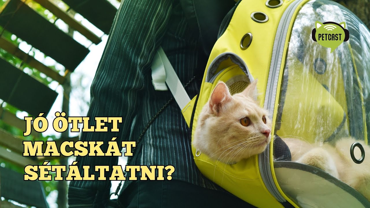 Kimozdulnál a cicáddal?