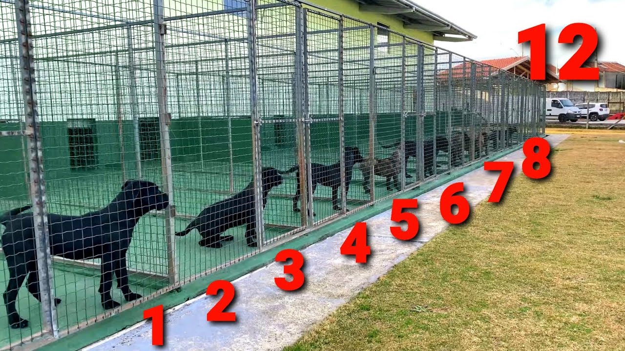TRIP 01 NO CANE CLUB KENNEL | Dragons Pit Kennel