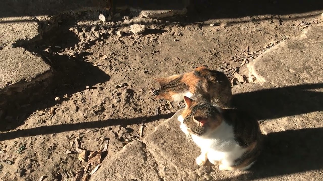 Stray Cats. Winter. Enjoying the Sun. Finally Out!