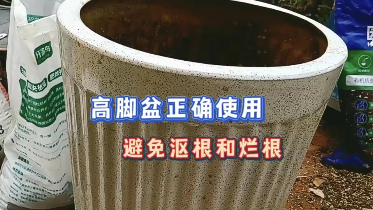 高腳盆的正確使用，避免漚根、爛根，給花期中的藍雪花換盆換土