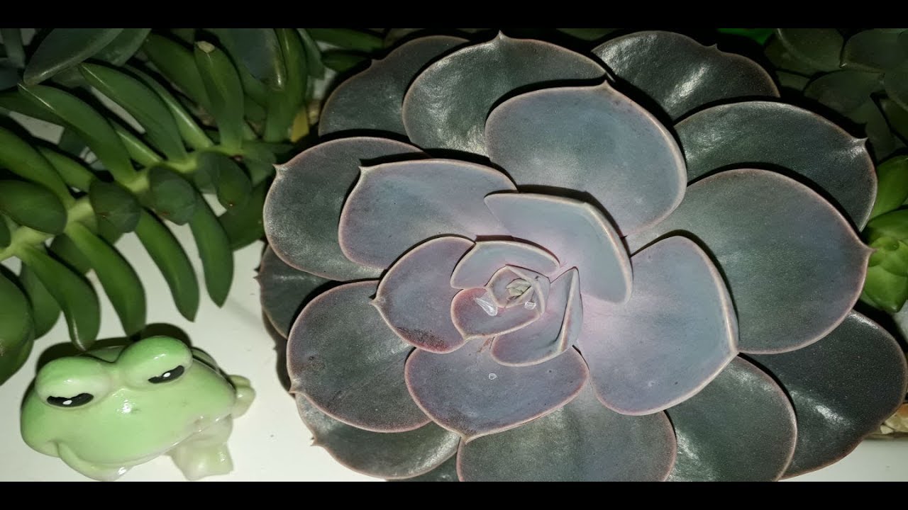 Echeverias Lilacina e Perle, como eu cuido e cultivo