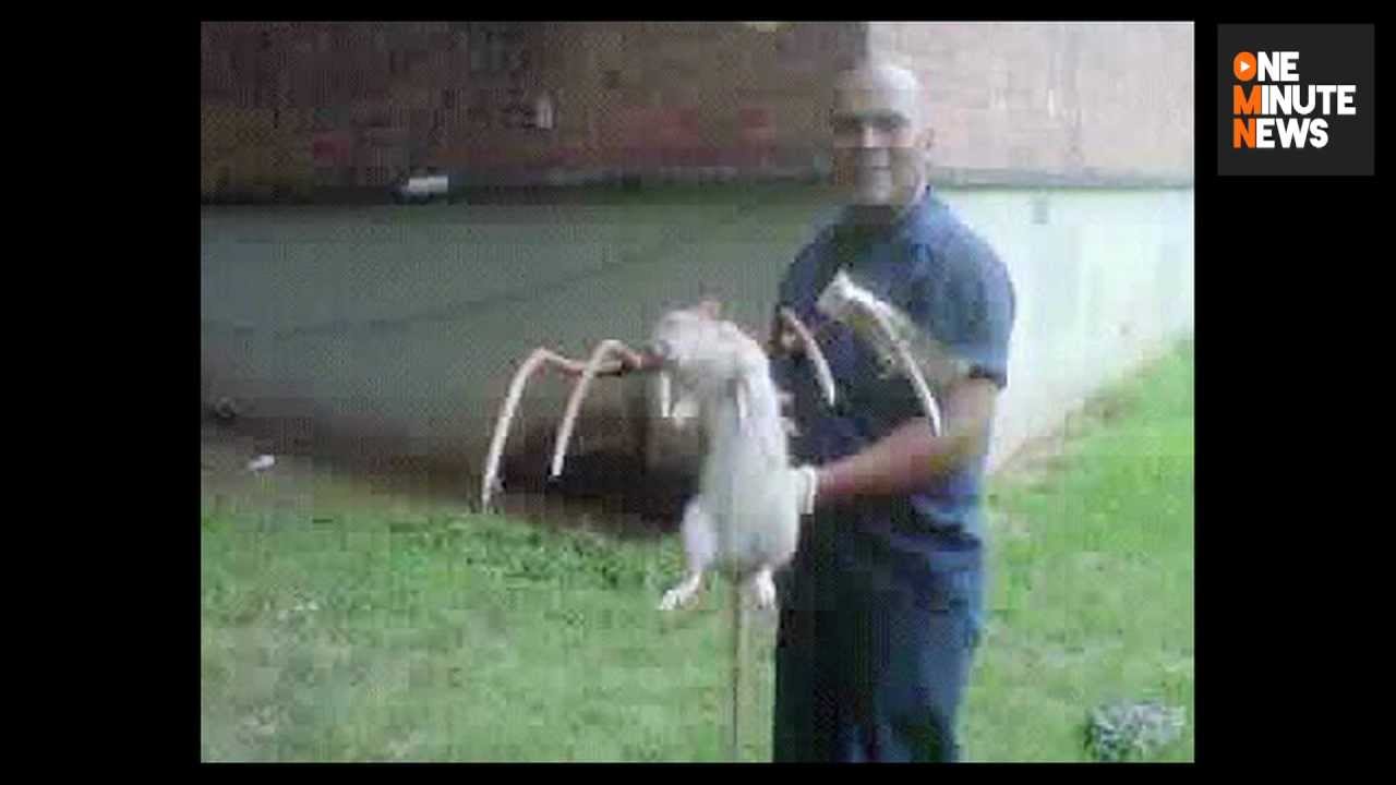 Giant Gambian Pouch Rats Are Loose in the Florida Keys