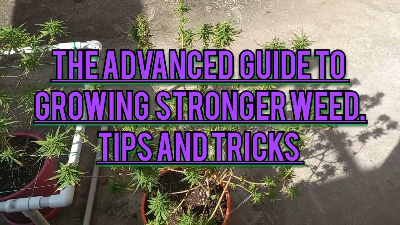 Advanced Growing Tips Growing Stronger Weed. The Complete Advanced Guide Potent Cannabis