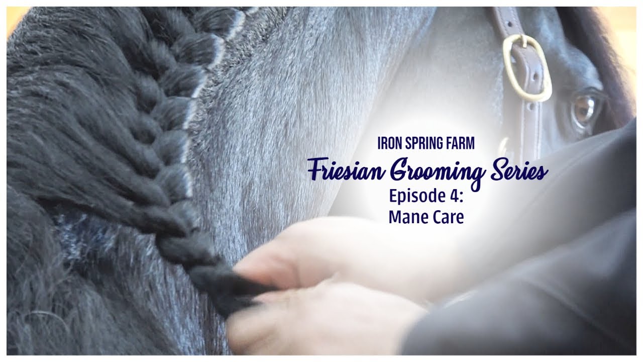 Iron Spring Farm Friesian Grooming Series: Ep. 4 Mane Care