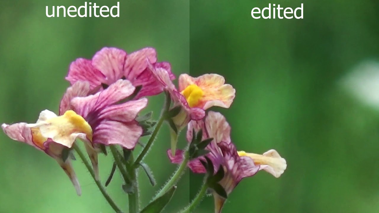 Sony Camcorder PJ530e EDITED test footage + zoom | Full HD