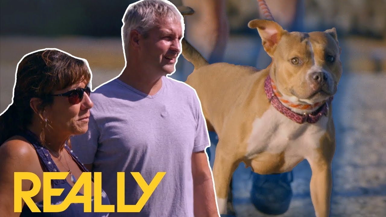 The Sweetest Dog Finds A Forever Home After Passing The Boat Test! | Pit Bulls & Parolees