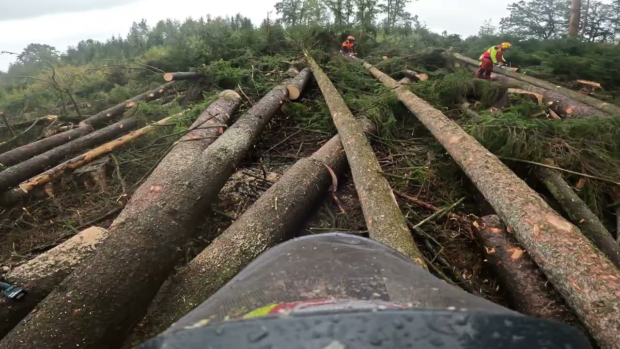 Käferfichten mit Stihl MS500i