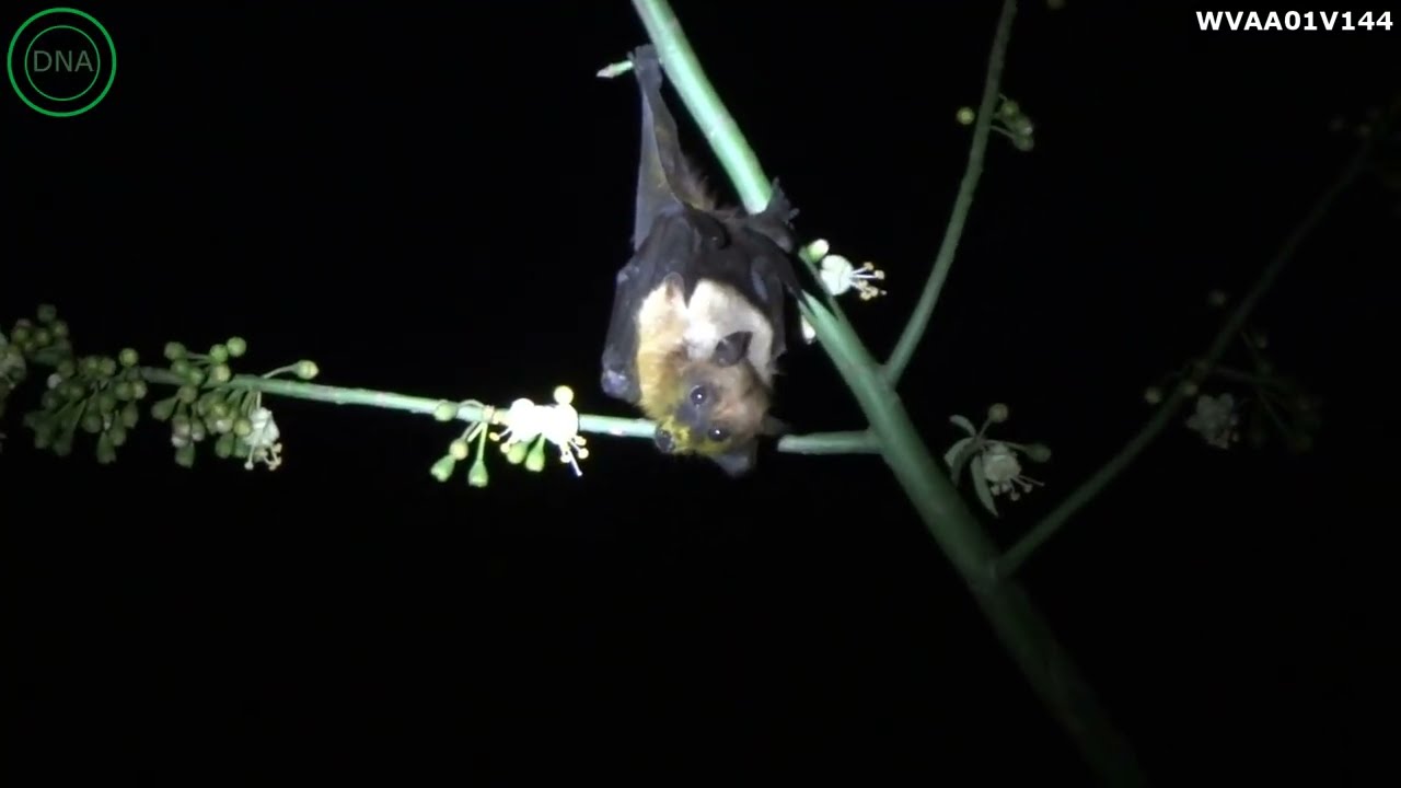 Pteropus medius | The Indian Flying Fox