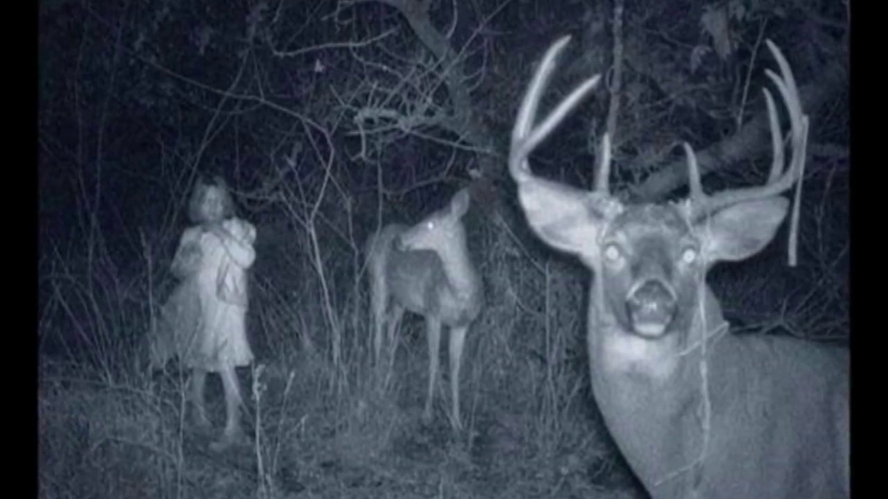 Caught on Trail Camera Mysterious Weird Creepy Animals & Things !