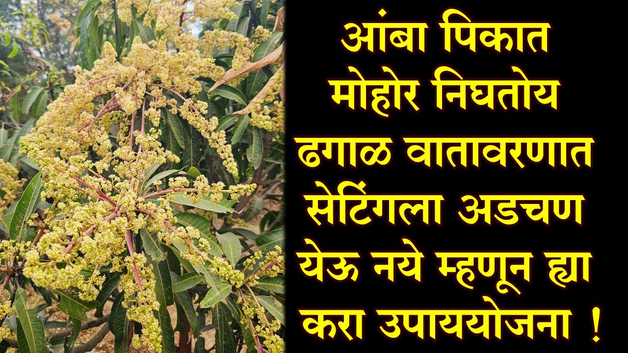 #आंबा पिकात मोहोर निघतोय ढगाळ वातावरणात सेटिंगला अडचण येऊ नये म्हणून ह्या करा उपाययोजना !।#Dr_Kisan।