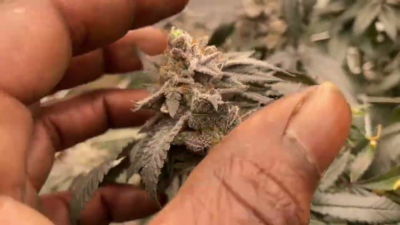 Cookies Seedbank Wet Wet Day 59 Flower | Faceded Canna Eggoz Day 59 indoor grow update 10/21 10:24pm
