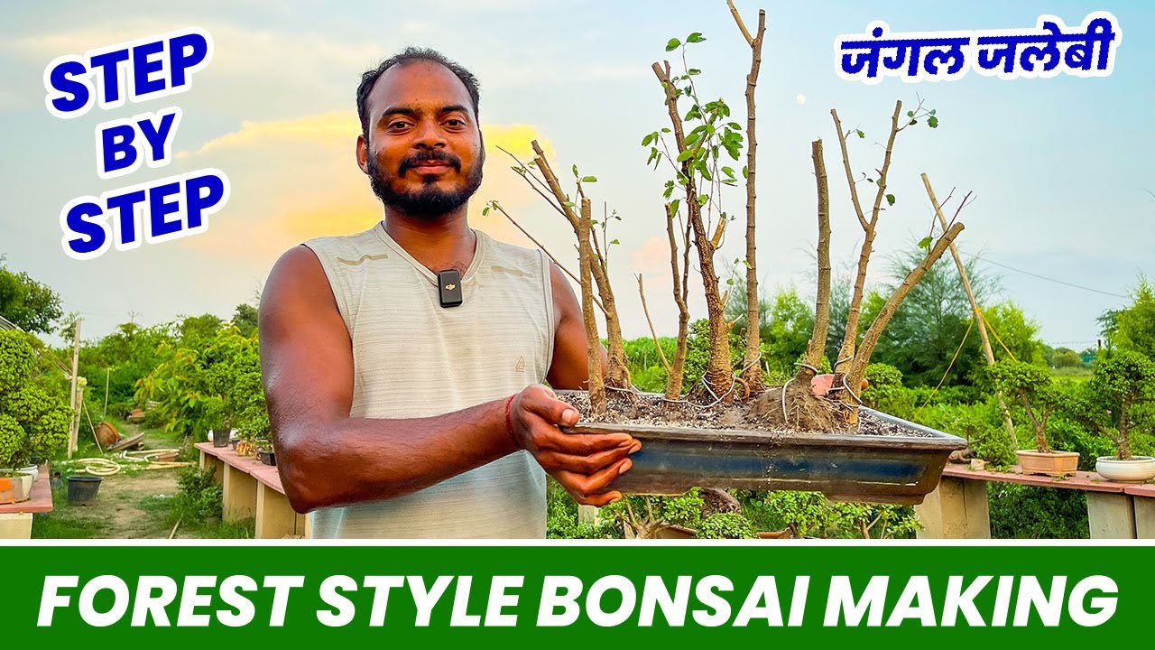 Jungle Jalebi Forest Style Bonsai Making 🤩 Step By Step Info in Hindi 😯 Bonsai Tips & Tricks 😮