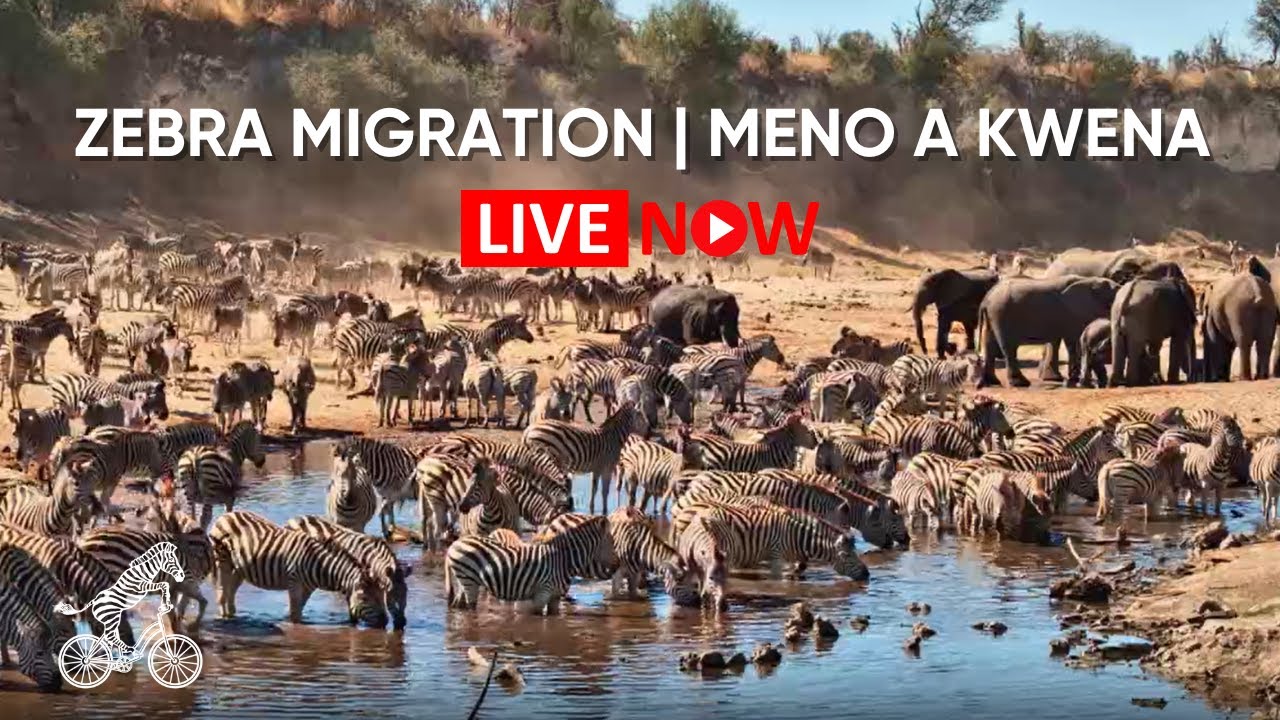 LIVE: Zebra Migration at Meno a Kwena | Botswana Wildlife Safari Cam