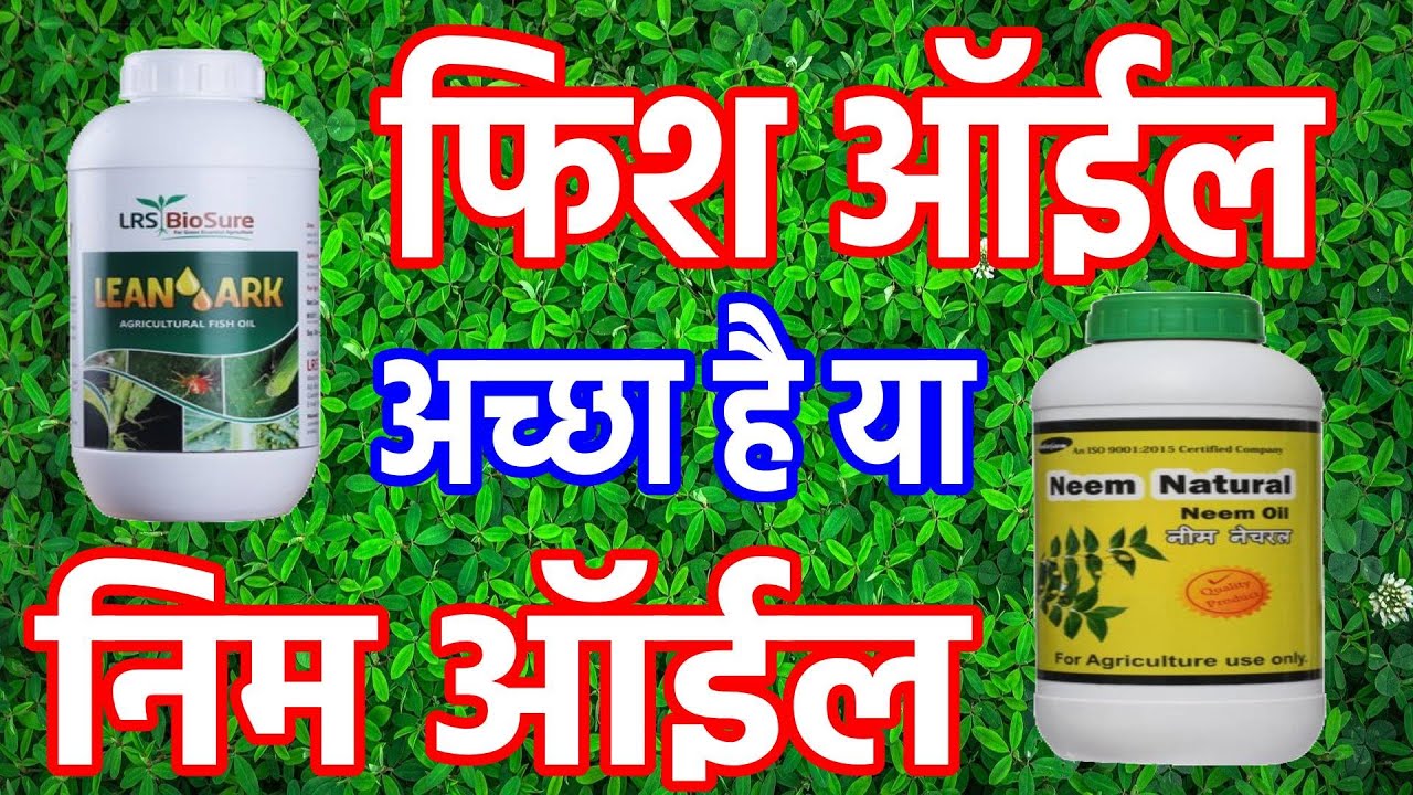 फिश ऑईल डाले या निम ऑईल |Fish oil vs Neem oil|organic pesticide