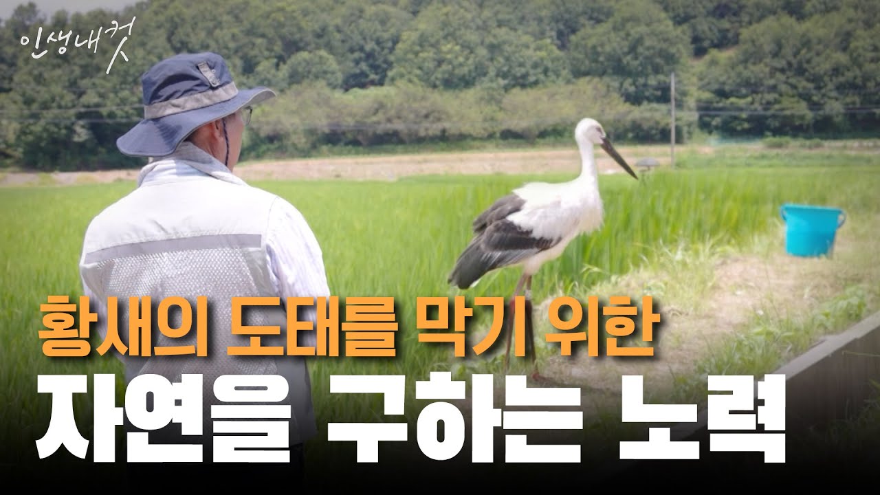 황새와 사람이 함께 살 수 있도록 끊임없이 노력한다! EP.2 | 조삼래 박사 | 인생내컷 | 2024년 8월 25일
