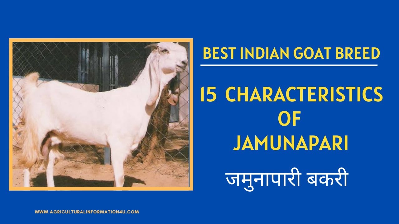 Jamunapari Goat: 15 Characteristics of Jamunapari Goat Breed |Jamunapari Goat Farming|जमुनापारी बकरी