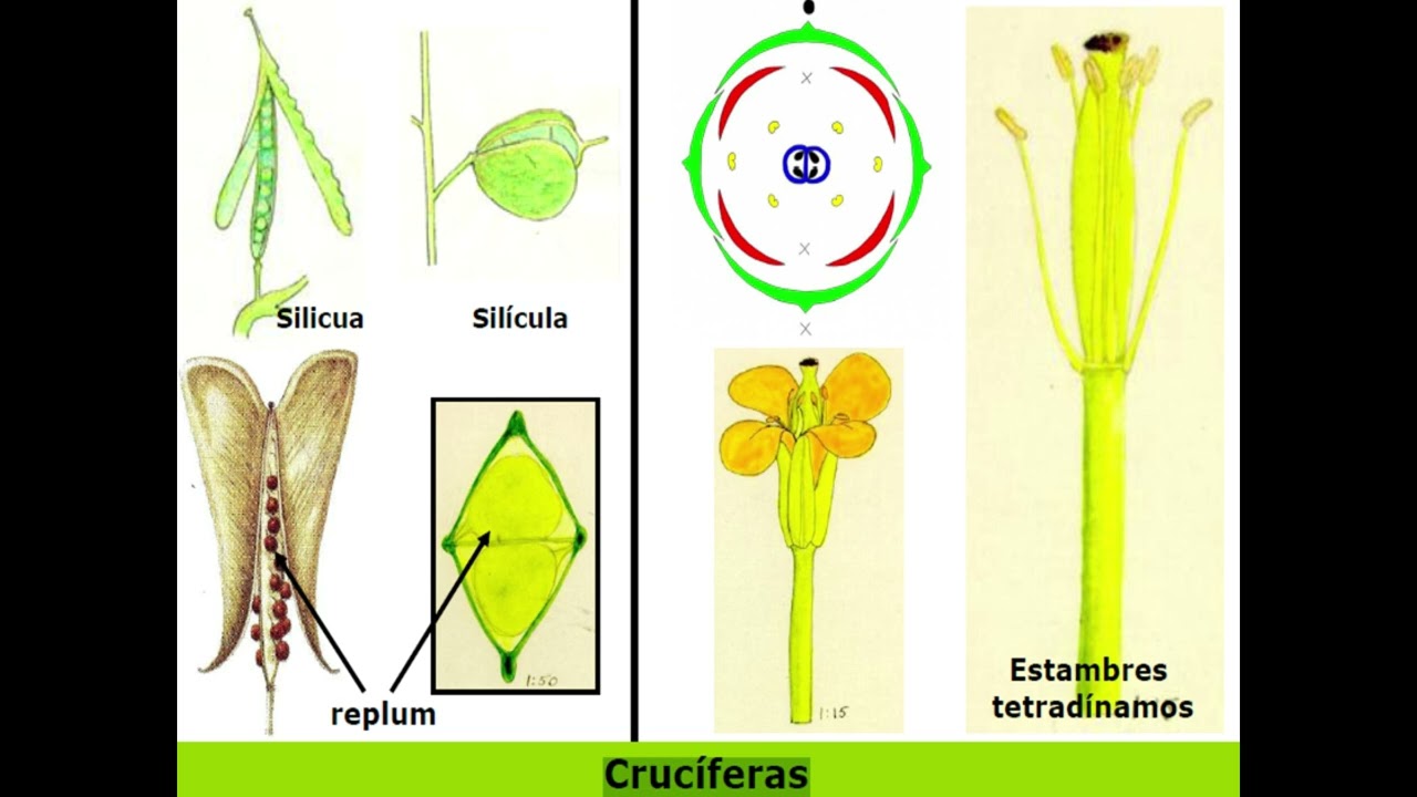 Brassicaceae