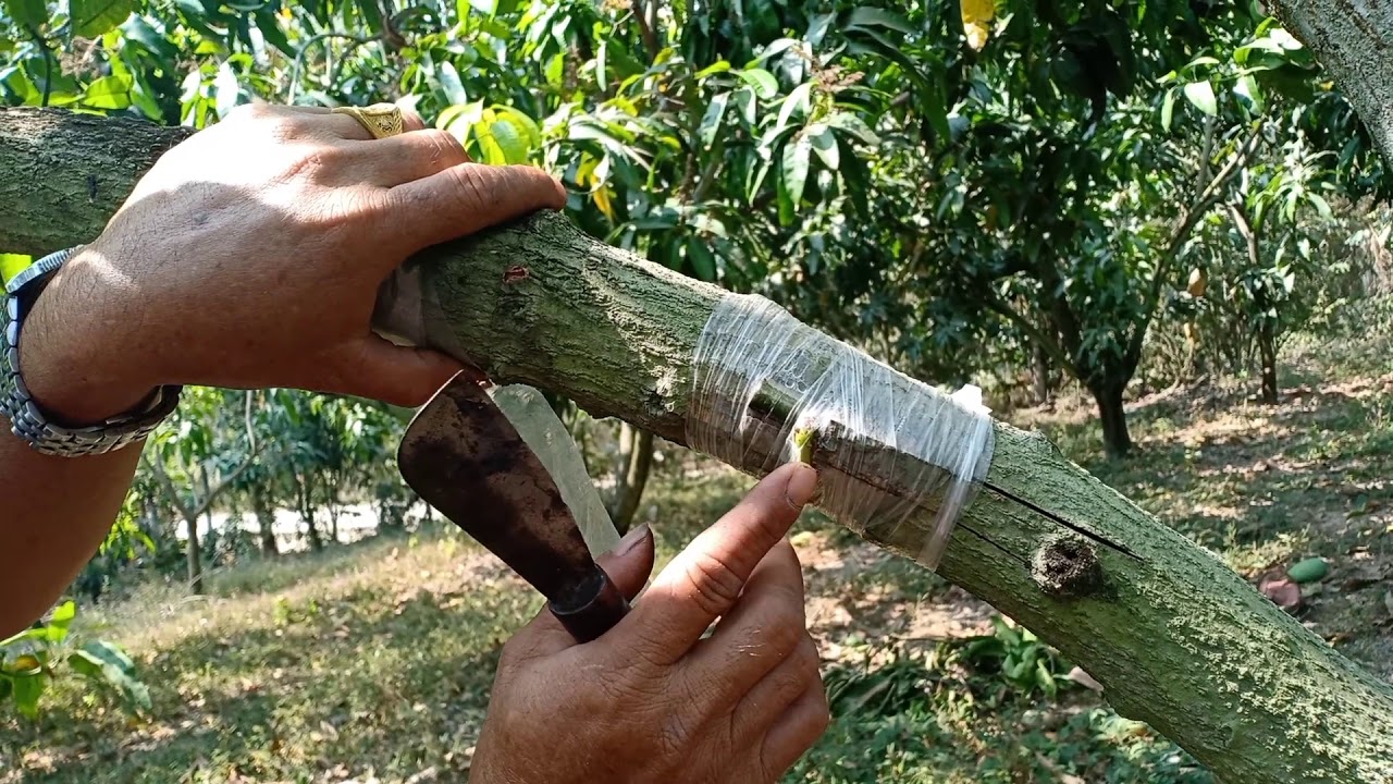 Kỹ thuật ghép xoài