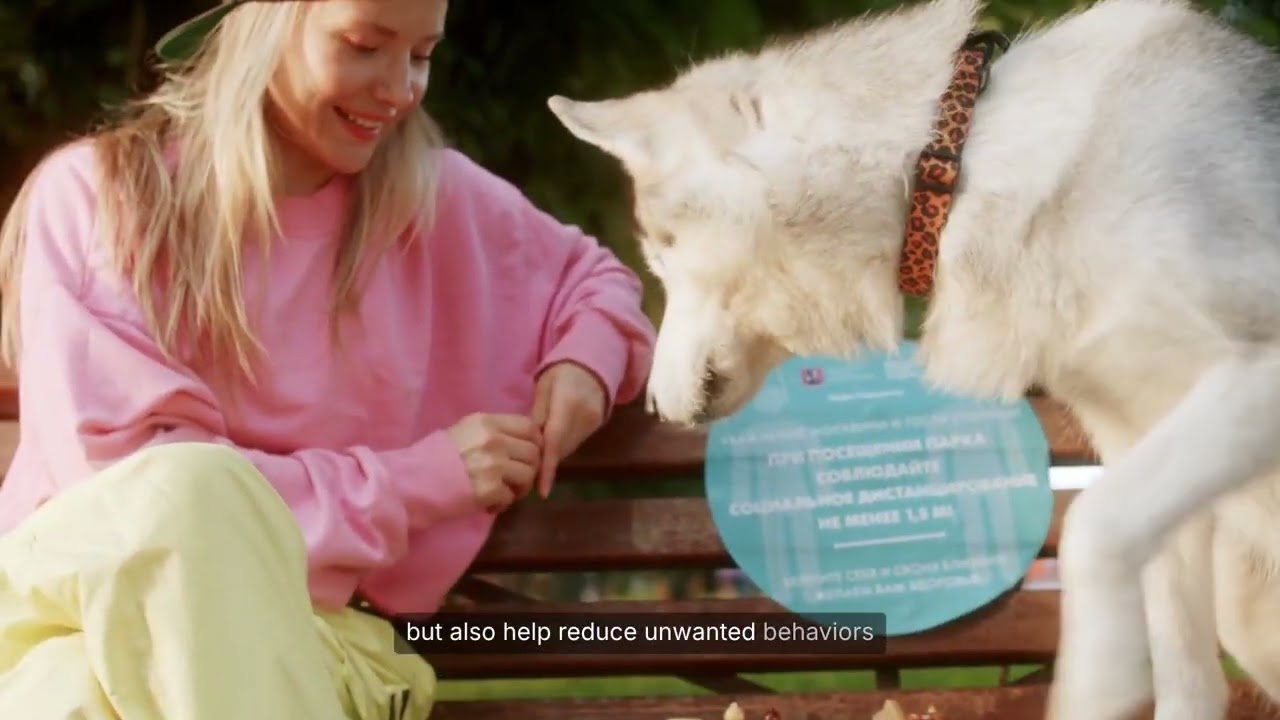 Важность умственной стимуляции для собак 🧠🐕