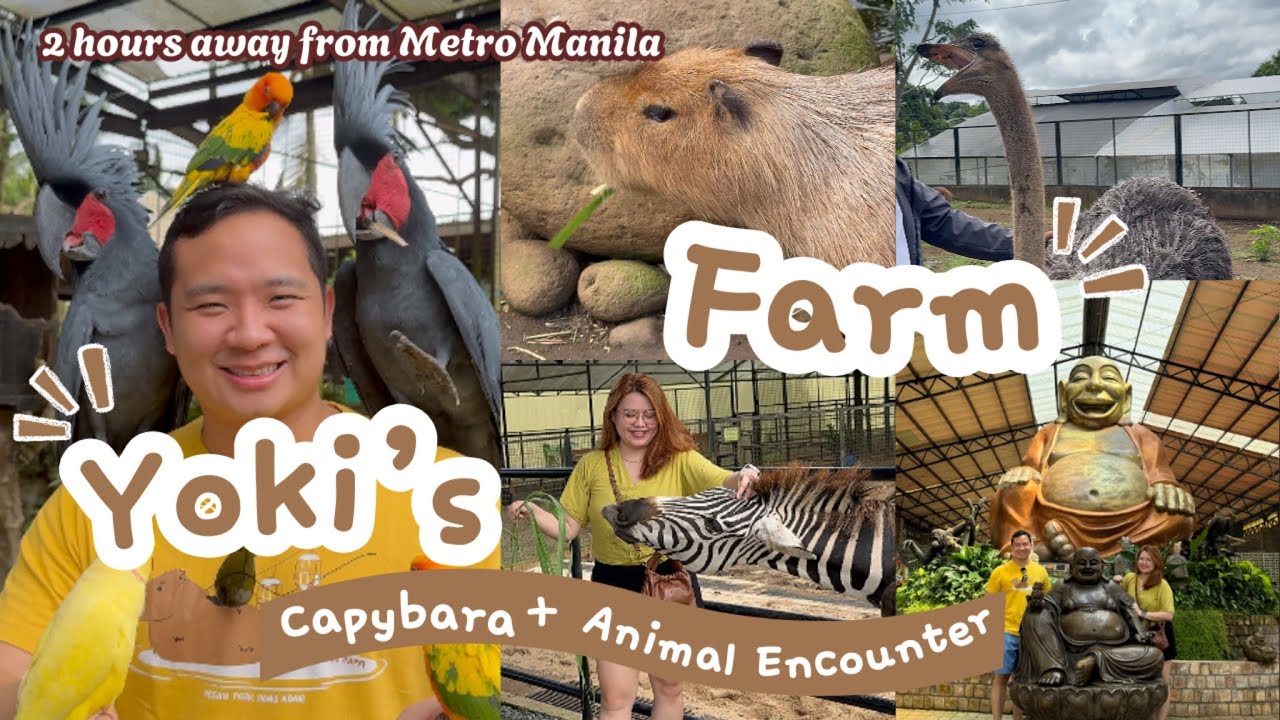 CAPYBARAS in Yoki’s Farm PH: Hidden Gem Near Tagaytay | Antiques & Nature Adventure!