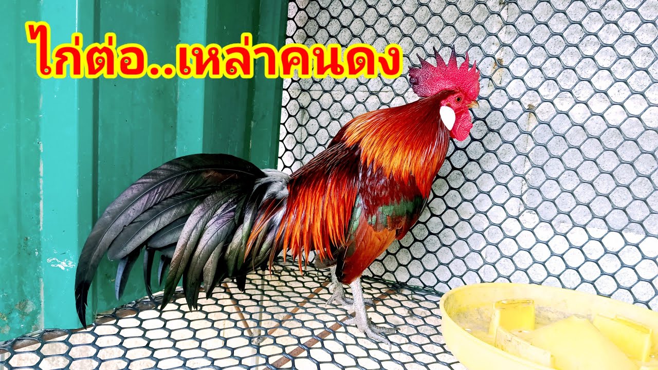 ต่อไก่ป่า ชมไก่ต่อ..เหล่าคนดง สวยมาก#มาเเรง #เดินป่า #ธรรมชาติ