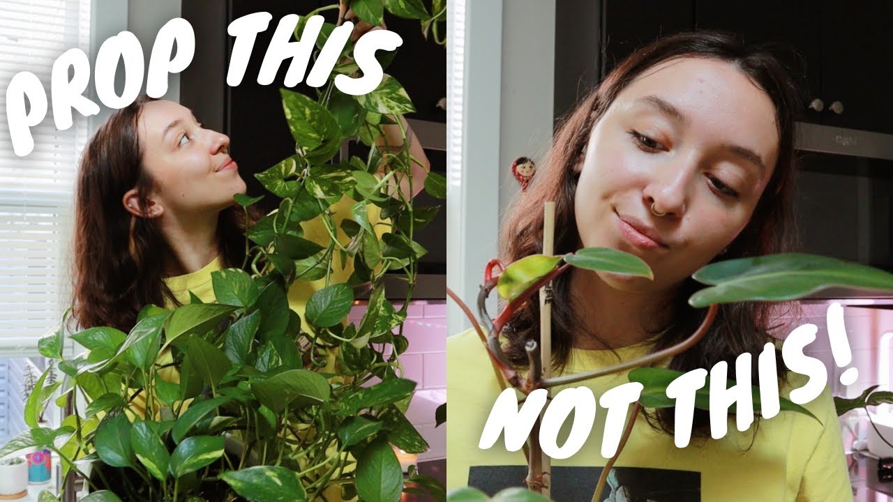 BEST picks for houseplant propagation and WHY | + demo on how to water propagate