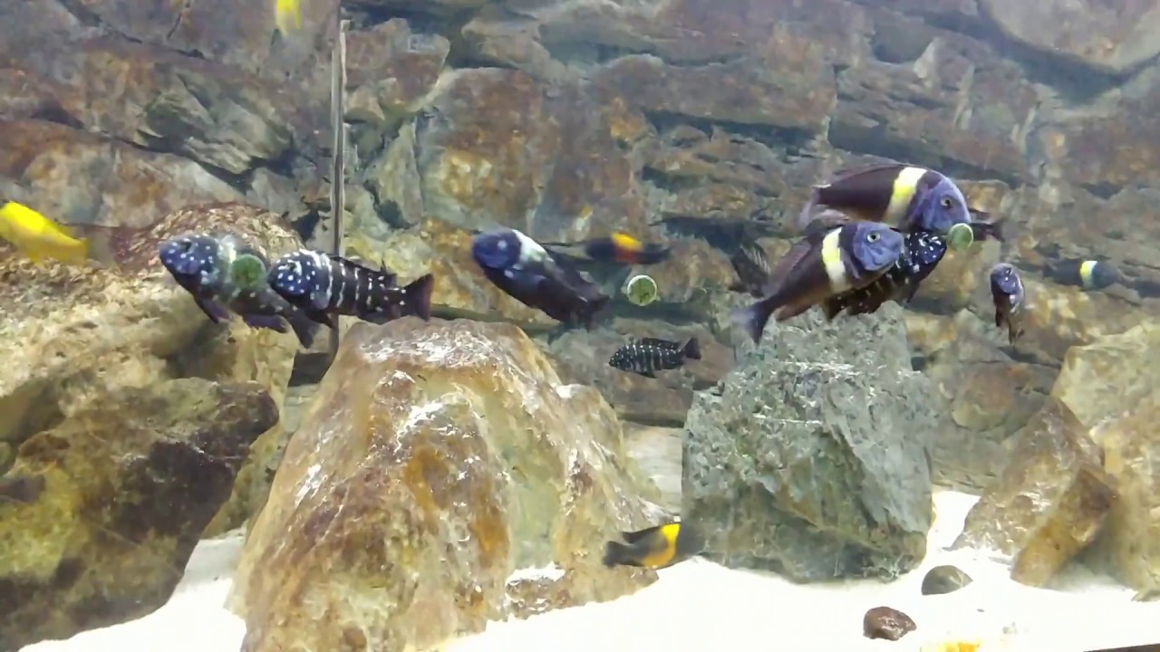 Tropheus Tank Feeding time: Spirulina Tabs