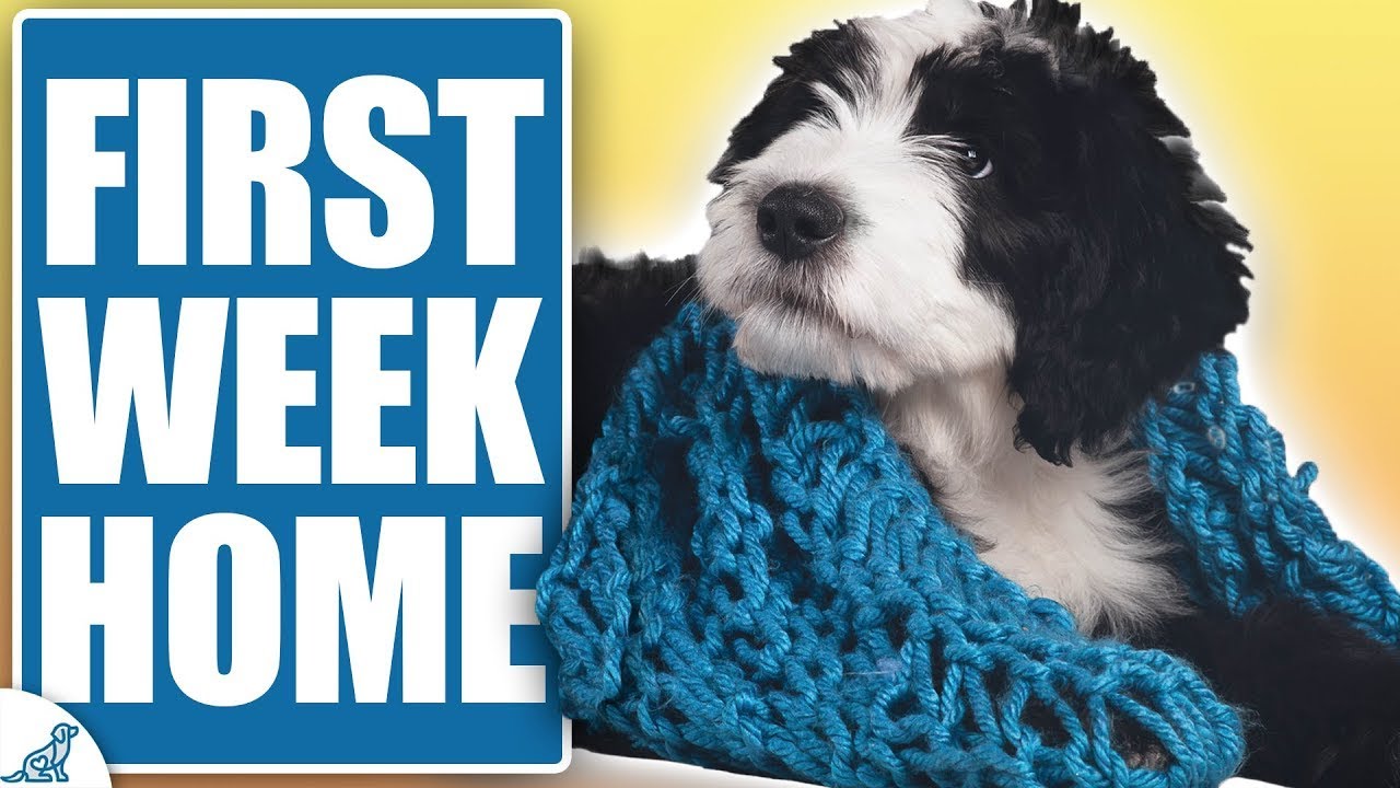 STOP Making THESE Mistakes In Your Puppy&rsquo;s First Week Home!