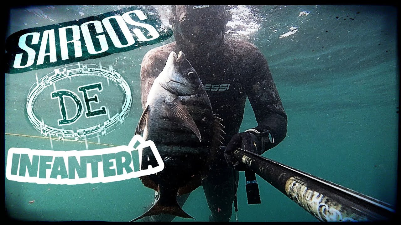 Pesca submarina en Galicia - Sargos de infantería