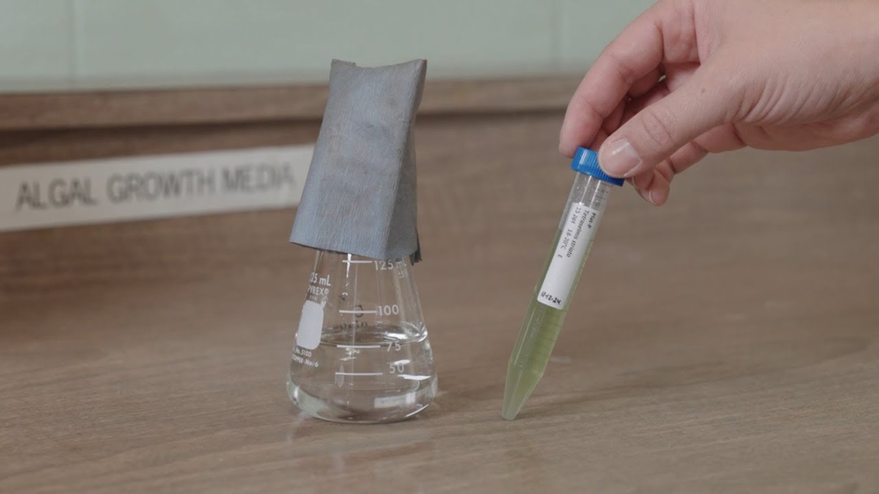 Preparing to Receive Your Algal Starter Cultures