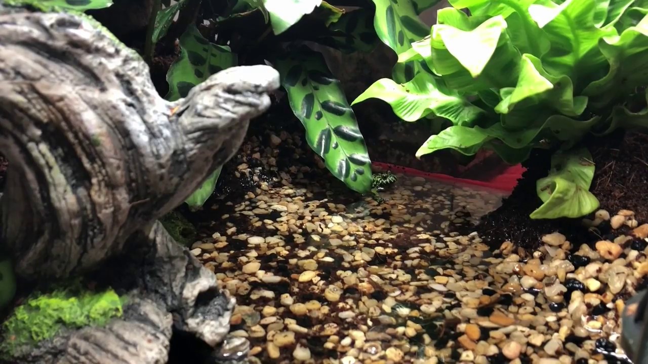 Firebelly Toad Care