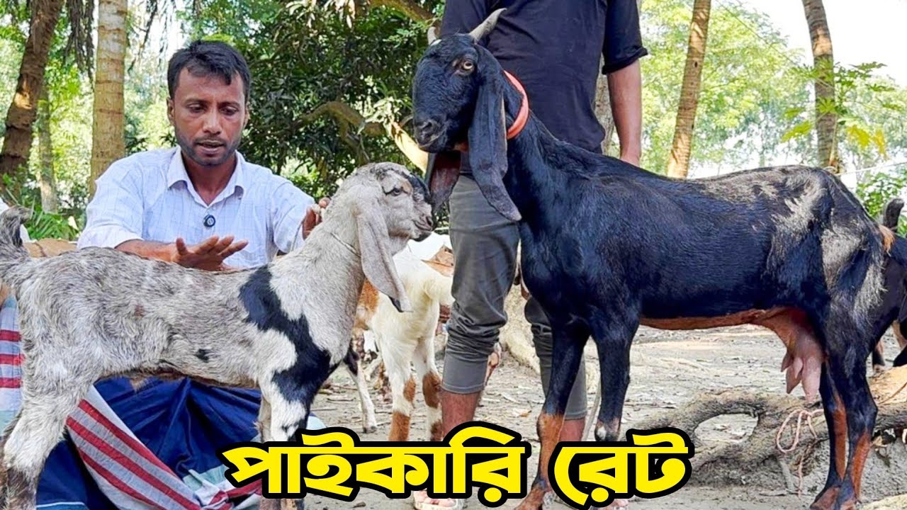পাইকারি রেটে ছাগল কিনতে যোগাযোগ করুন ছোট জুয়েল ভাইয়ের সাথে। #goatfarming #ছাগলের_দাম 