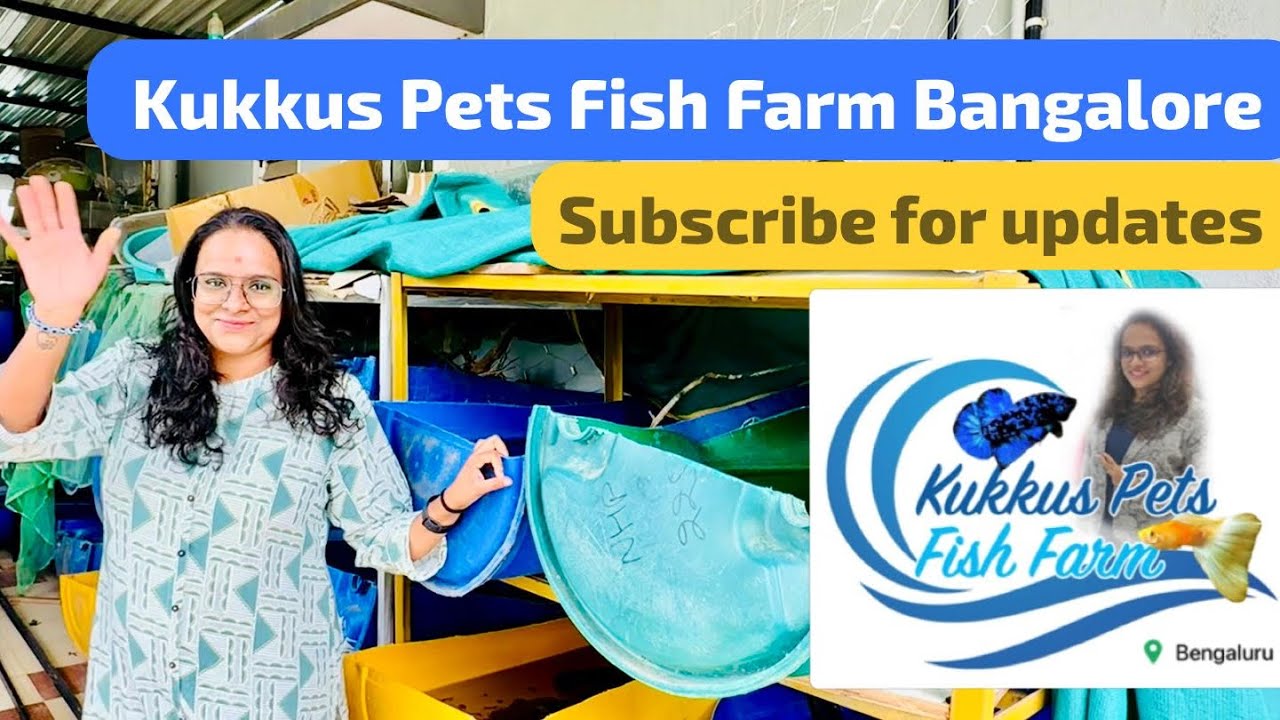 Fish farm in Bangalore Kukkus Pets #kukkuspetsfishfarm #bangalore #guppies #bettafish #farm #guppy 