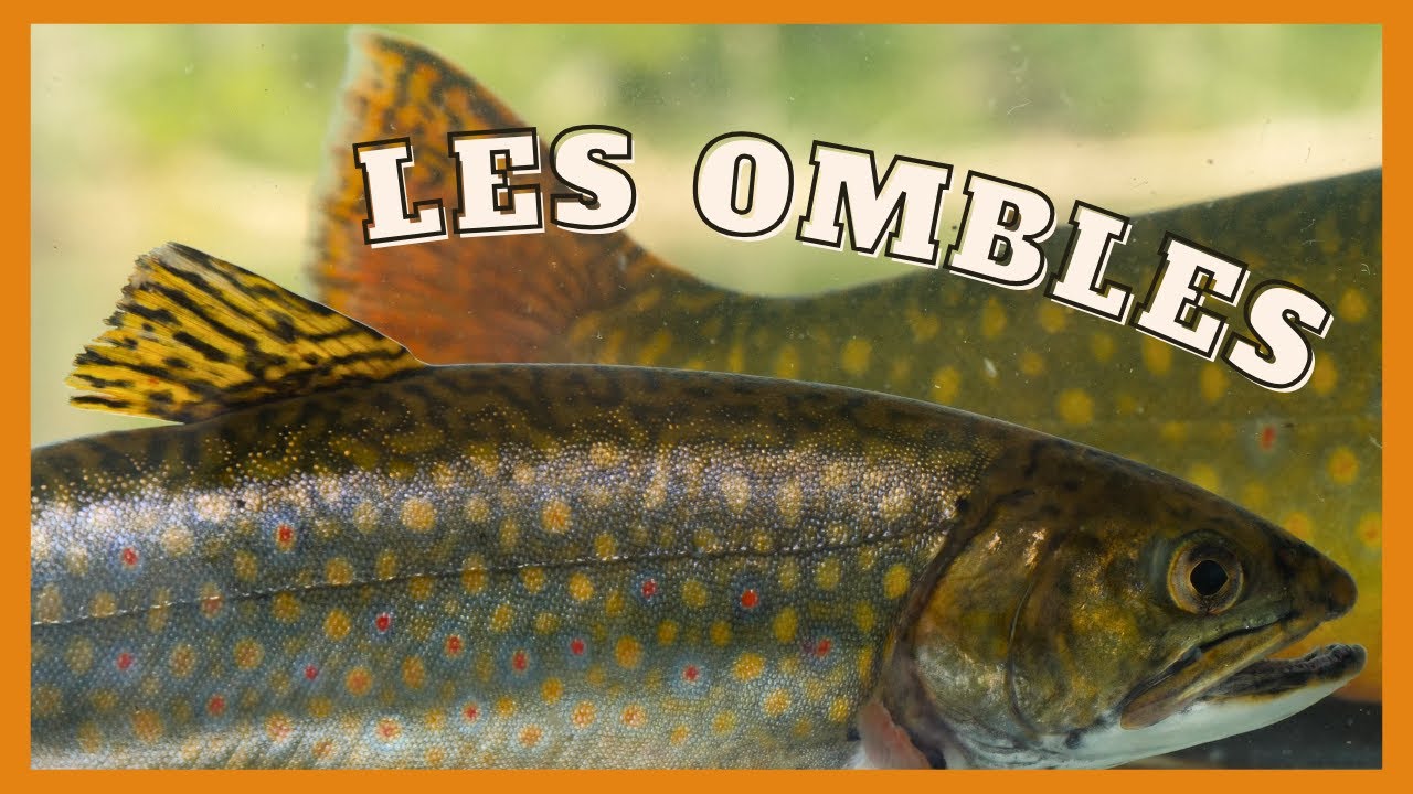 Identifier les ombles du Québec : omble de fontaine, omble chevalier et touladi