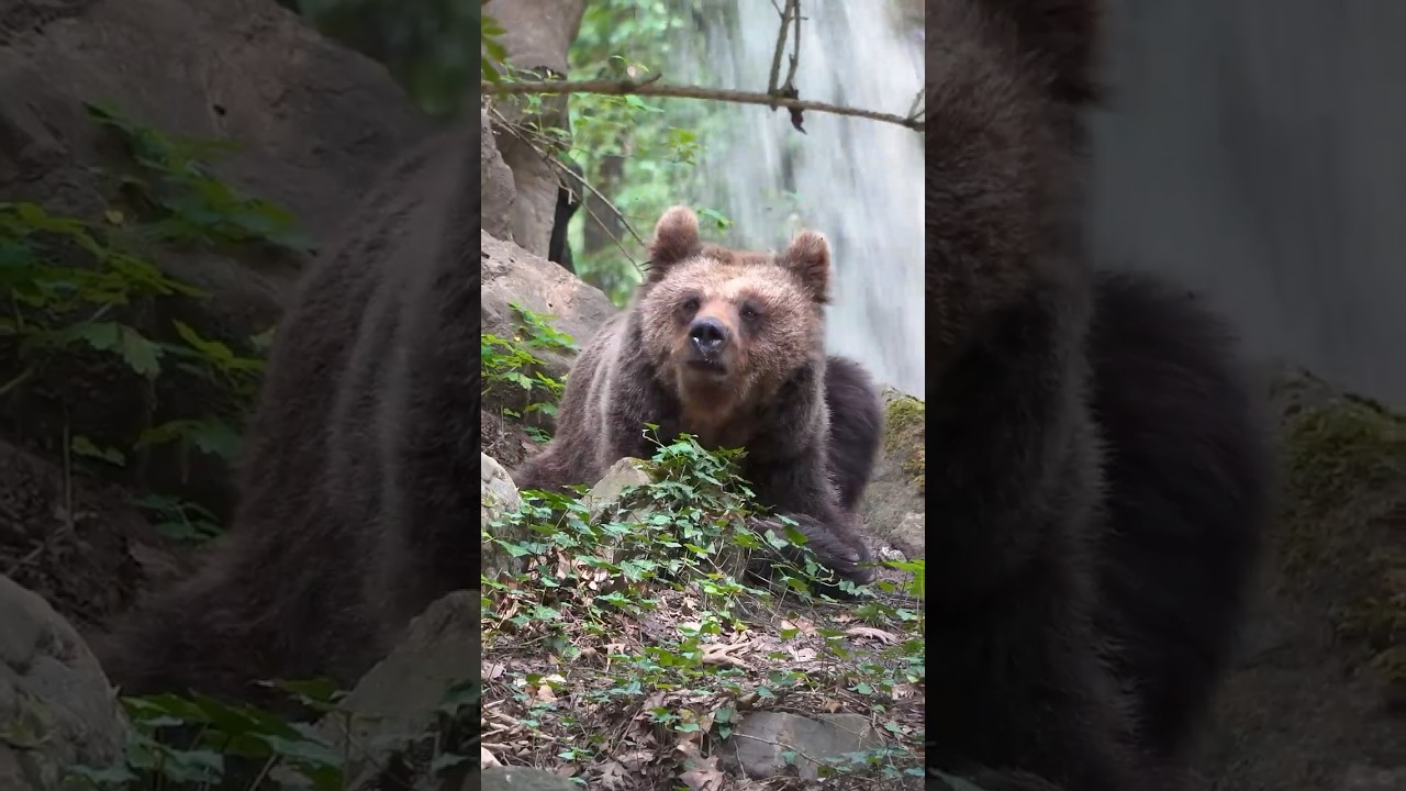 🐻 GEREDDE BEREN IN WINTERSLAAP | Het Berenbos in Ouwehands Dierenpark