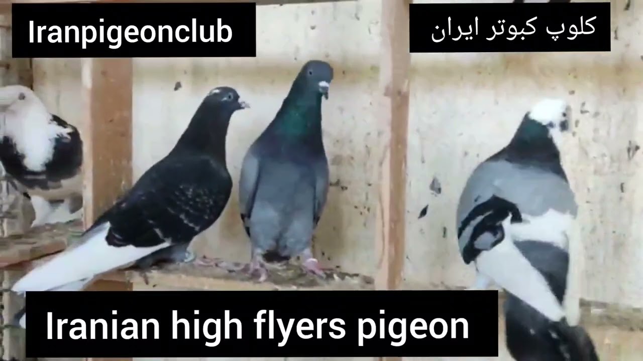❤️مصاحبه با آقای مهندس ساسان ساداتی از مازندران _ ساری Iranian high flyers pigeon کلوپ کبوتر ایران