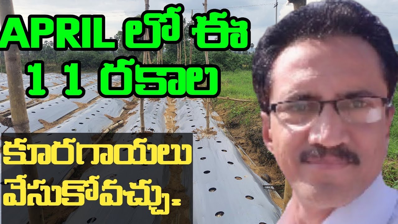 Summer Vegitable Cultivation || Vegitables Cultivation In April || ఏప్రిల్ లో కూరగాయల సాగు.