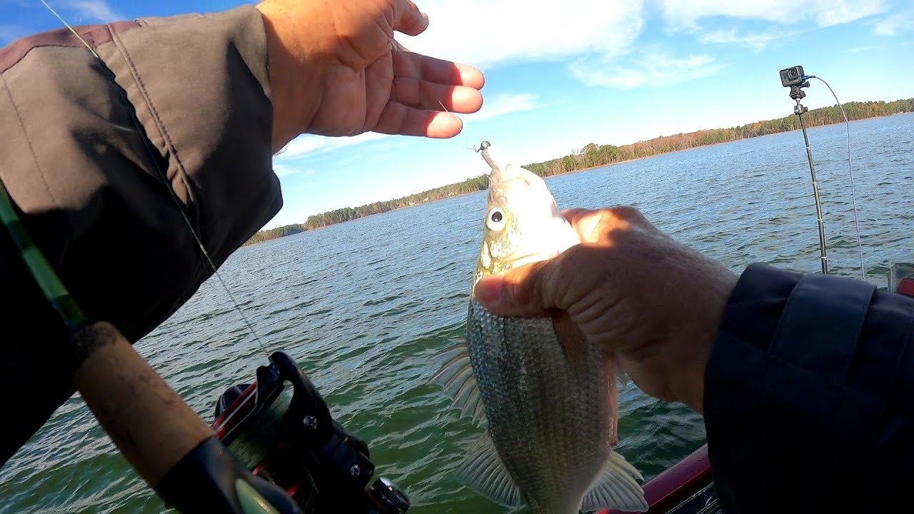 Magnum White Perch, Tips To Catching, Lake Murray