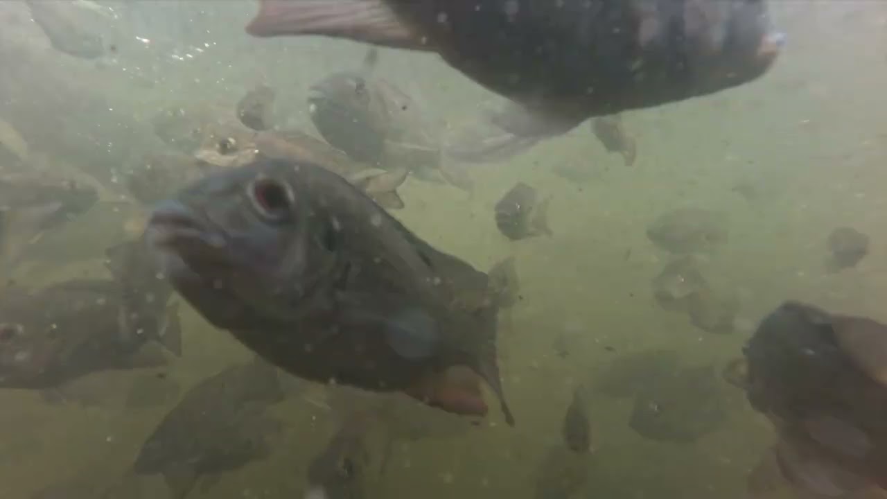 Coco Palms Lagoon Fish Underwater