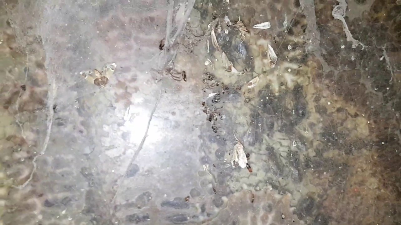 Bees in the basement