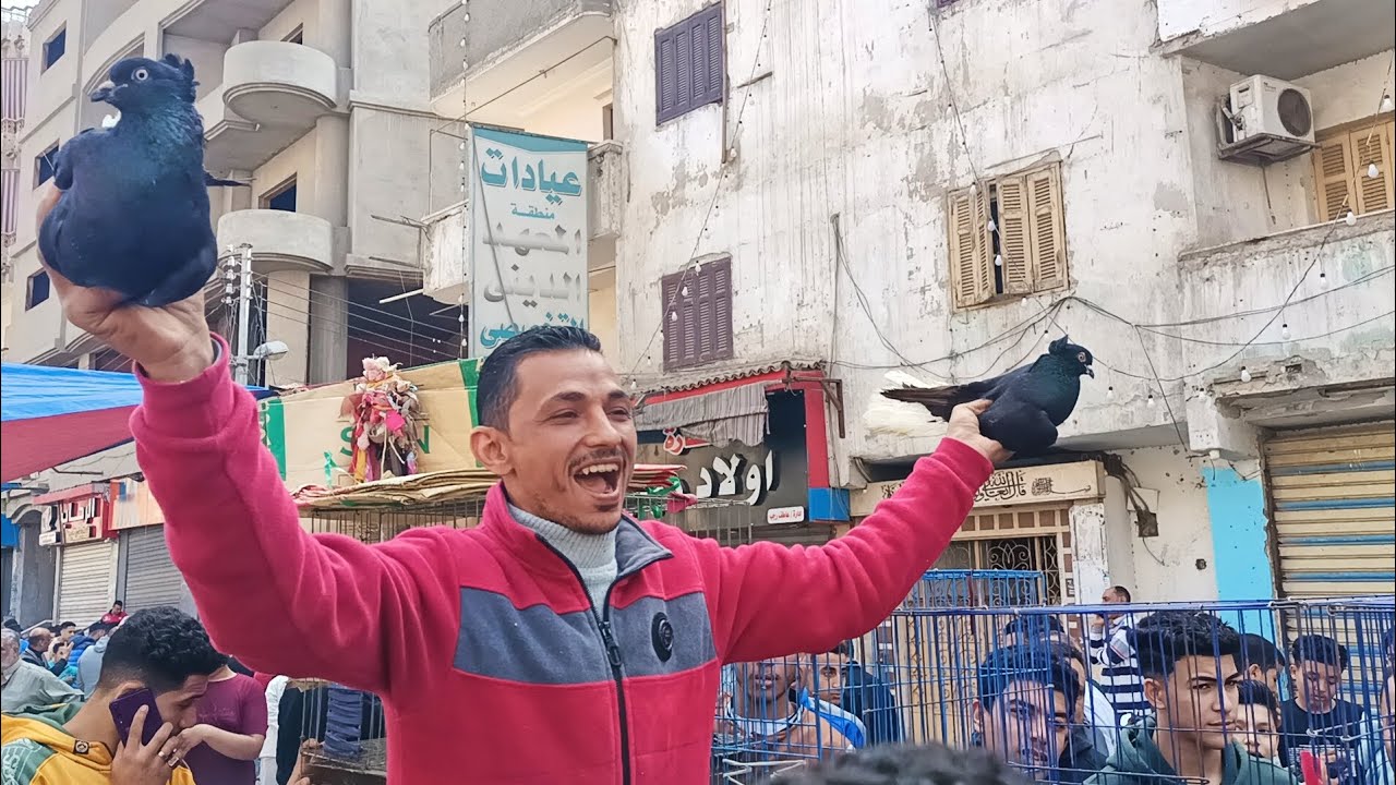 مزاد على الحمام 😱 في السوق المحله الكبرى 💃 الكشكو و هزاز عند اللمعي