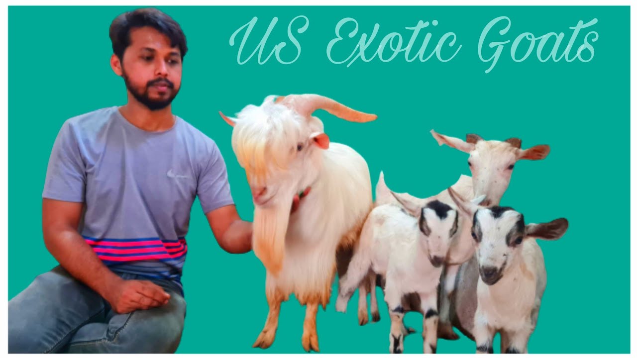 Well Groomed Xing, Bantam Female & Kids at US Exotic Goats Jogeshwari Mumbai